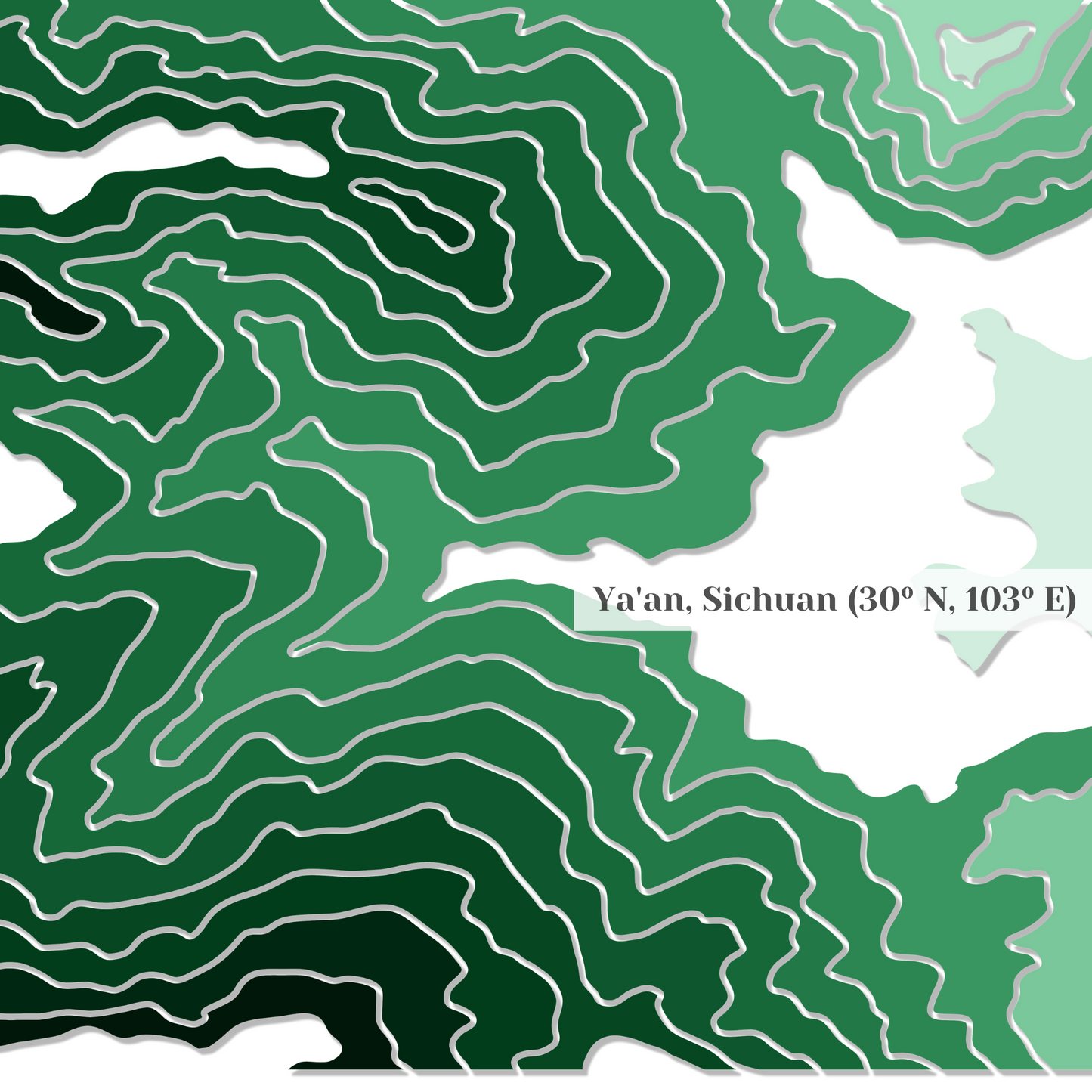 Lü Mao Feng Green Tea