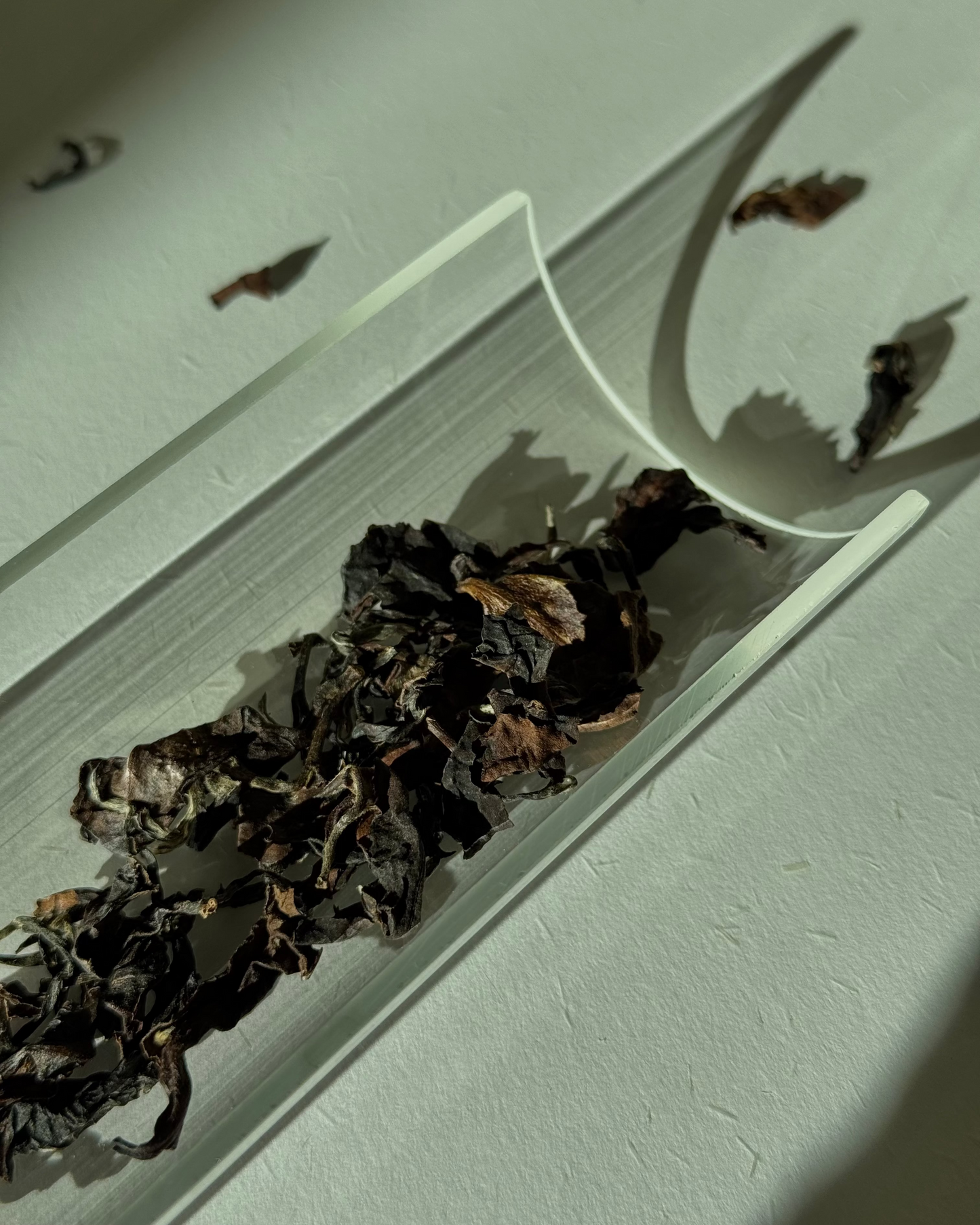 Oriental Beauty - 东方美人